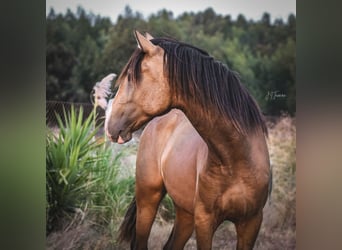 Lusitano, Hengst, 2 Jaar, 167 cm, Buckskin