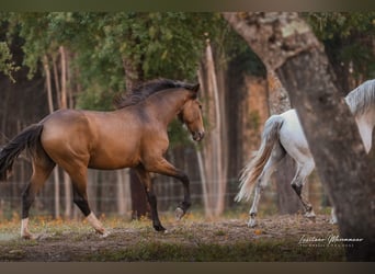 Lusitano, Hengst, 2 Jaar, 167 cm, Buckskin