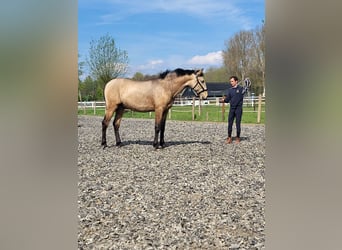 Lusitano, Hengst, 2 Jaar, 170 cm, Buckskin