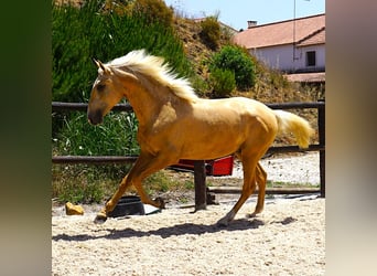 Lusitano, Hengst, 2 Jaar, 170 cm, Palomino