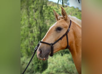 Lusitano, Hengst, 2 Jaar, 170 cm, Palomino