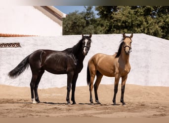 Lusitano Mix, Hengst, 2 Jaar, 170 cm, Zwart