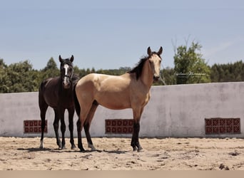Lusitano Mix, Hengst, 2 Jaar, 170 cm, Zwart