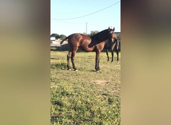 Lusitano, Hengst, 2 Jaar, Bruin