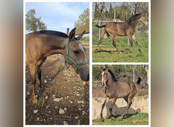 Lusitano Mix, Hengst, 2 Jaar, Falbe