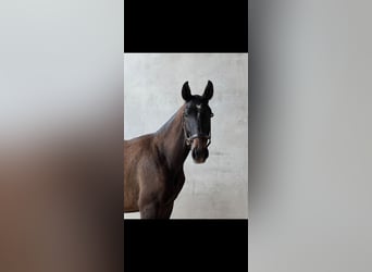 Lusitano, Hengst, 2 Jaar, Schimmel