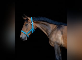 Lusitano, Hengst, 3 Jaar, 145 cm, Buckskin