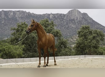 Lusitano Mix, Hengst, 3 Jaar, 147 cm, Vos