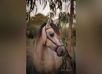 Lusitano, Hengst, 3 Jaar, 152 cm, Brown Falb schimmel