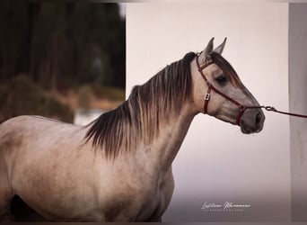 Lusitano, Hengst, 3 Jaar, 152 cm, Brown Falb schimmel