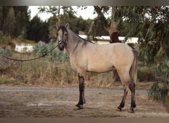 Lusitano, Hengst, 3 Jaar, 152 cm, Brown Falb schimmel
