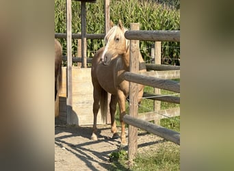 Lusitano, Hengst, 3 Jaar, 152 cm, Palomino