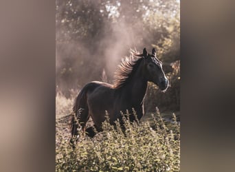 Lusitano, Hengst, 3 Jaar, 153 cm, Buckskin