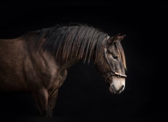 Lusitano, Hengst, 3 Jaar, 153 cm, Buckskin