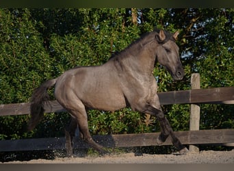 Lusitano, Hengst, 3 Jaar, 154 cm, Grullo