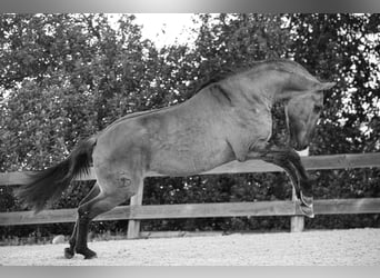 Lusitano, Hengst, 3 Jaar, 154 cm, Grullo