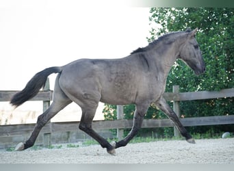 Lusitano, Hengst, 3 Jaar, 154 cm, Grullo