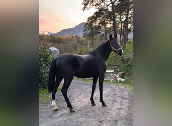 Lusitano, Hengst, 3 Jaar, 154 cm, Zwart