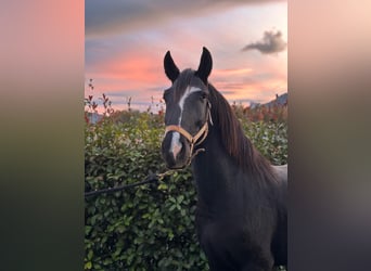 Lusitano, Hengst, 3 Jaar, 154 cm, Zwart