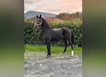 Lusitano, Hengst, 3 Jaar, 154 cm, Zwart