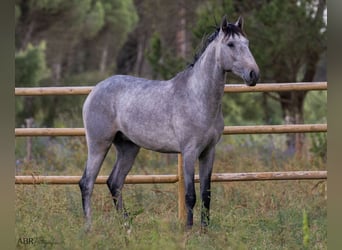 Lusitano, Hengst, 3 Jaar, 155 cm, Blauwschimmel