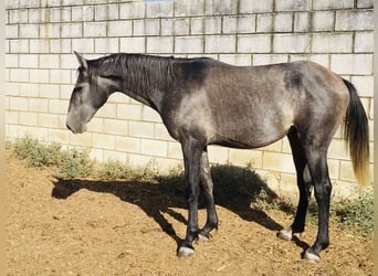 Lusitano, Hengst, 3 Jaar, 155 cm, Schimmel