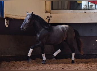 Lusitano, Hengst, 3 Jaar, 155 cm, Zwartschimmel