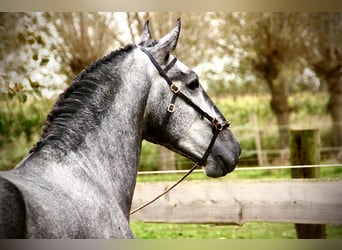 Lusitano, Hengst, 3 Jaar, 156 cm, Schimmel