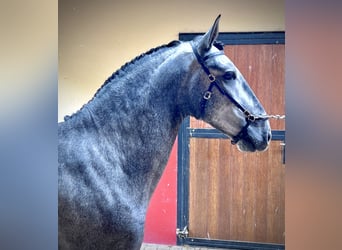 Lusitano, Hengst, 3 Jaar, 156 cm, Schimmel