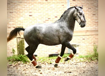 Lusitano, Hengst, 3 Jaar, 156 cm, Schimmel