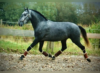 Lusitano, Hengst, 3 Jaar, 156 cm, Schimmel