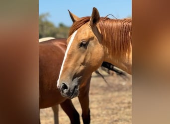 Lusitano, Hengst, 3 Jaar, 157 cm, Red Dun