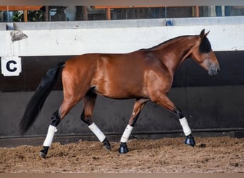 Lusitano, Hengst, 3 Jaar, 157 cm, Roodbruin