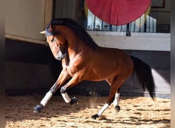 Lusitano, Hengst, 3 Jaar, 157 cm, Roodbruin