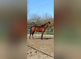 Lusitano, Hengst, 3 Jaar, 158 cm, Bruin