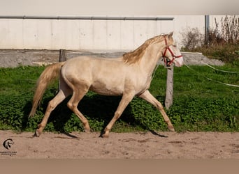 Lusitano, Hengst, 3 Jaar, 158 cm, Cremello