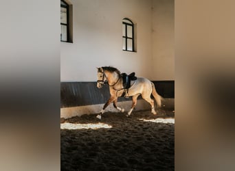 Lusitano, Hengst, 3 Jaar, 158 cm