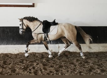 Lusitano, Hengst, 3 Jaar, 158 cm