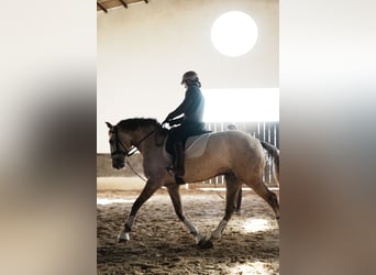 Lusitano, Hengst, 3 Jaar, 158 cm