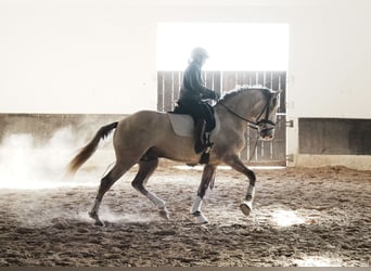 Lusitano, Hengst, 3 Jaar, 158 cm