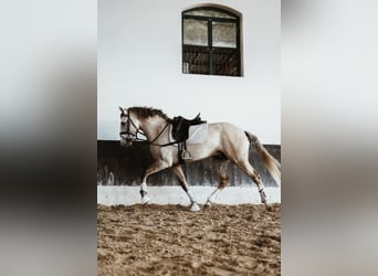 Lusitano, Hengst, 3 Jaar, 158 cm