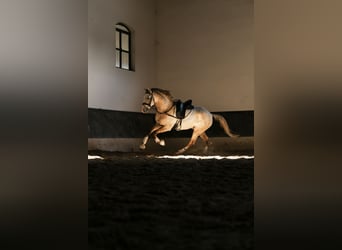 Lusitano, Hengst, 3 Jaar, 158 cm