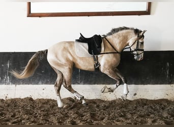 Lusitano, Hengst, 3 Jaar, 158 cm