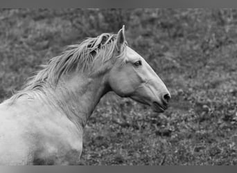 Lusitano, Hengst, 3 Jaar, 158 cm, Perlino