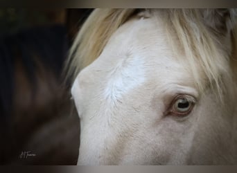 Lusitano, Hengst, 3 Jaar, 158 cm, Perlino