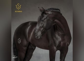 Lusitano, Hengst, 3 Jaar, 158 cm, Perlino