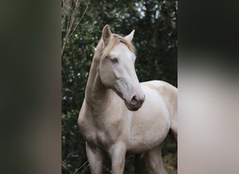 Lusitano, Hengst, 3 Jaar, 158 cm, Perlino