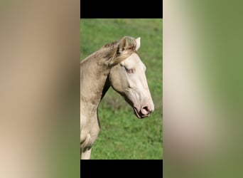 Lusitano, Hengst, 3 Jaar, 158 cm, Perlino