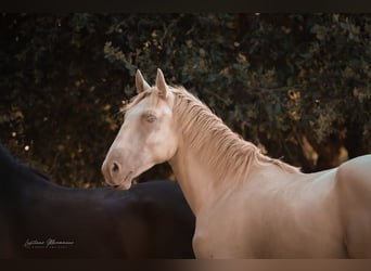 Lusitano, Hengst, 3 Jaar, 158 cm, Perlino