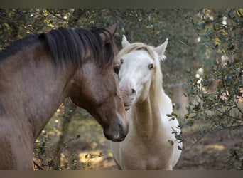 Lusitano, Hengst, 3 Jaar, 158 cm, Perlino